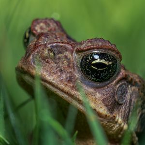 Frogs