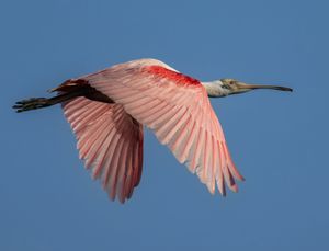 Anahuac NWR - Summer