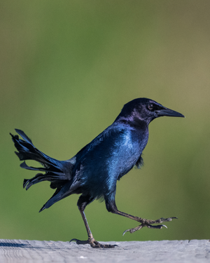 Anahuac NWR - Octubre